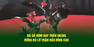 da-ga-hom-nay-tren-ok365-dung-bo-lo-tran-dau-dinh-cao