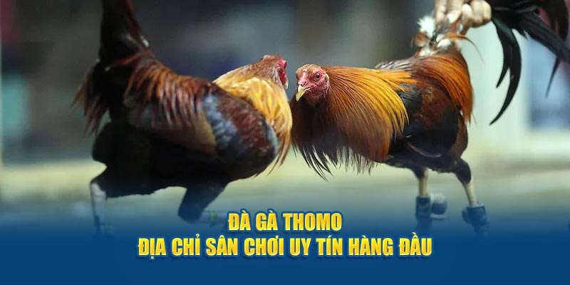 da-ga-thomo-dia-chi-san-choi-uy-tin-hang-dau