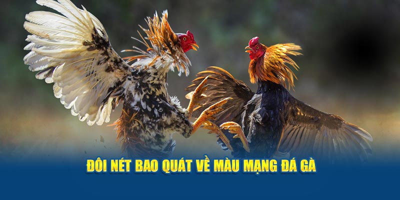 doi-net-bao-quat-ve-mau-mang-da-ga