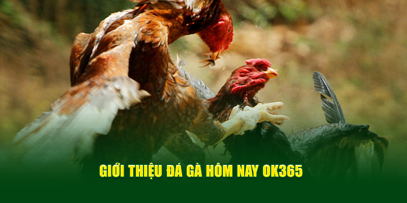 gioi-thieu-da-ga-hom-nay-ok365