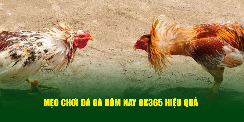 meo-choi-da-ga-hom-nay-ok365-hieu-qua